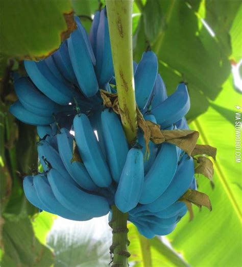 These Bananas Are Blue