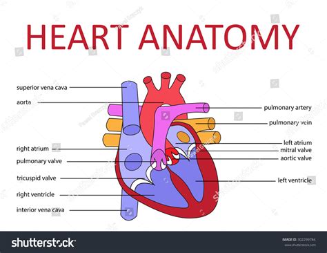 Draw A Labelled Diagram Of Human Heart