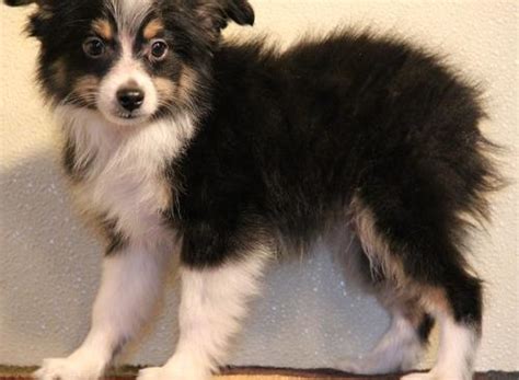 Toy Australian Shepherd Puppy for Sale - Adoption, Rescue ...