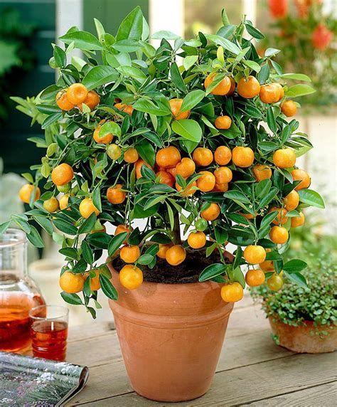 Fruiting Citrus Calamondin Orange Tree On Trellis Garden