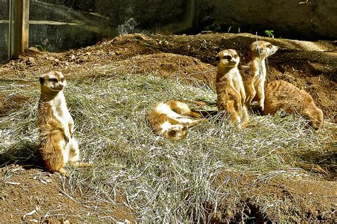 Meerkats In San Diego Zoo Safari Park In Escondido California