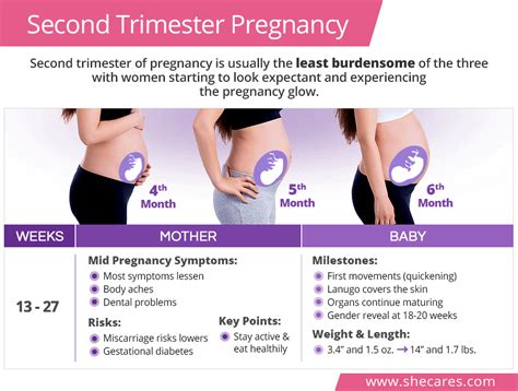 Second Trimester Pregnancy Shecares