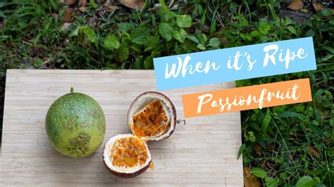 How To Tell When Passionfruit Is Ripe Youtube