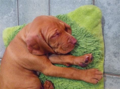 Devoted to raising quality vizslas as hunters and companions. Vizsla puppy dog for sale in Fremont, Michigan