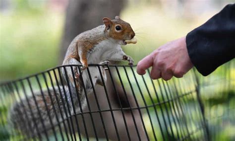 ‘it Was Angry Vicious Spate Of Squirrel Attacks Leave Nyc