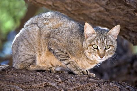 African Wildcat Photograph By Tony Camacho