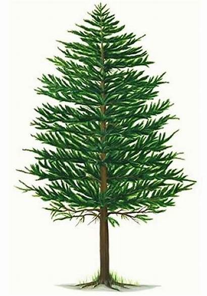 Pine Tree Clip Clipart Trees Tall River