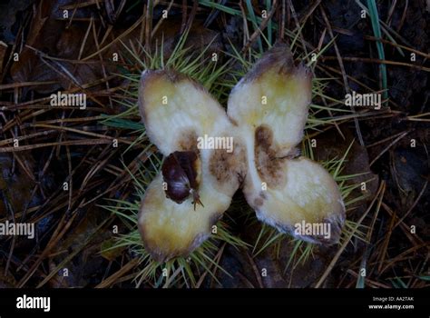 Horse Chestnut Seed Pod Stock Photo Alamy