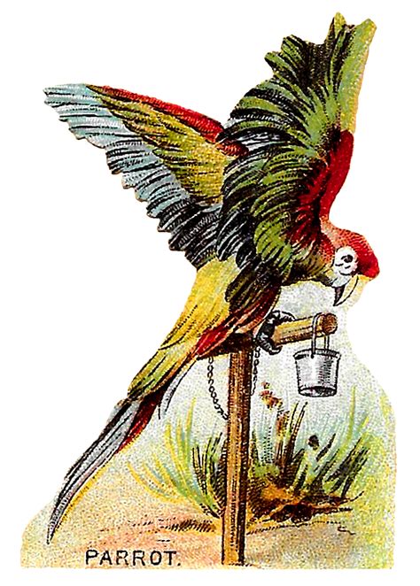 Antique Images Parrot Parrot Image Antique Images Victorian Scrap