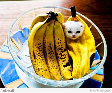 Cat Banana Catnana Funny Animal Pictures Cat Memes Funny Cat Memes
