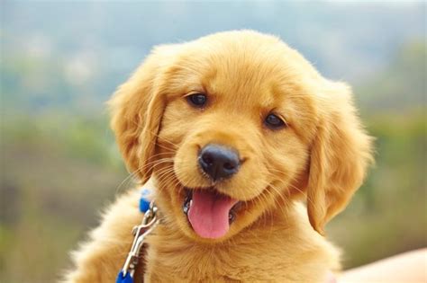 In my opinion, this is the most important stage of a puppy's development. Stages Of Puppy Development - DogTime
