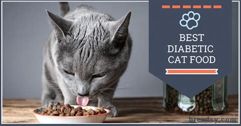 Click here for a huge list of suitable cat foods. 7 Best Diabetic Cat Foods: Our 2019 Guide to Feeding a ...