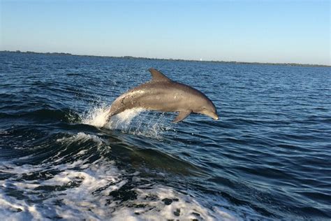 Dolphin Watching Nature Cruise And Eco Tour From Hubbards Marina In