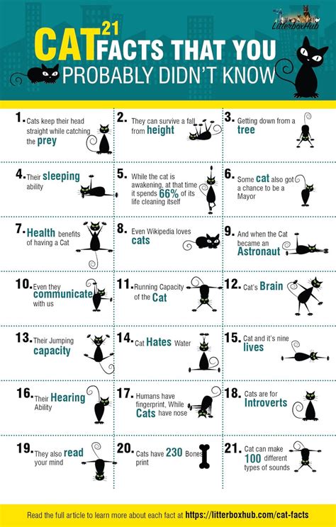 All About Cats 21 Amazing And Fun Facts Infographic Cat Facts Cat