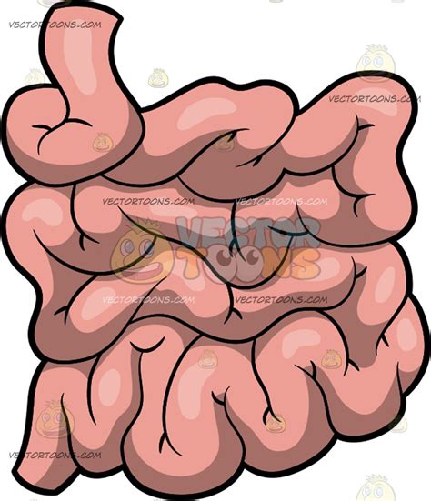 Small Intestine Clipart Free Download On Clipartmag