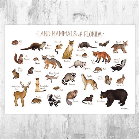 Nova Scotia Mammals Field Guide Art Print Animals Of Canada Canadian