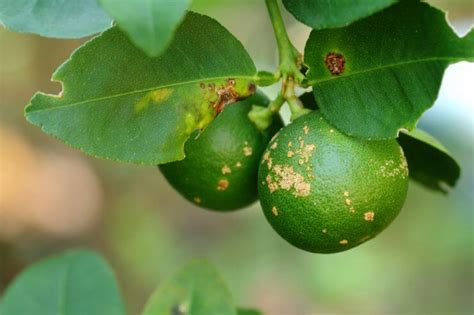 Dealing With Lemon Diseases Food Gardening Network