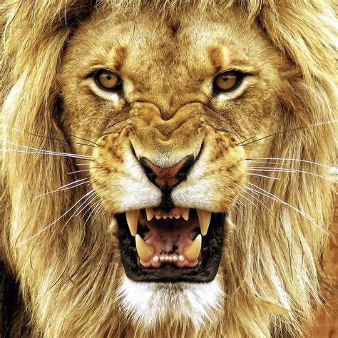 🔥 Stunning Male Lion Teeth Bared Photography Credit John Phielix