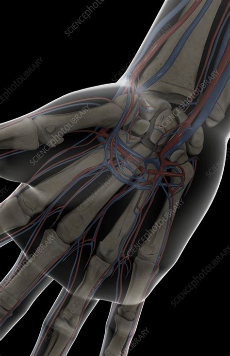 The Blood Vessels Of The Hand Stock Image C0081152 Science Photo