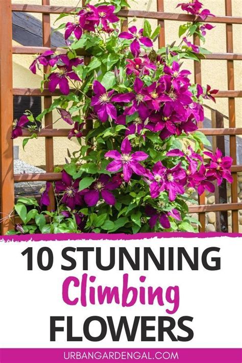 10 Beautiful Climbing Flower Vines Artofit