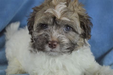 The havashu is a cross between a shih tzu and havanese. Havanese Puppies for Sale | Royal Flush Havanese