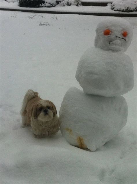 My Snowman Wasnt Pleased With What My Dog Did Pics