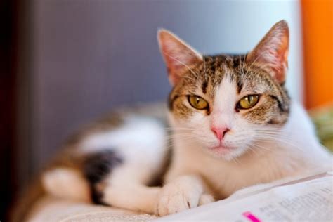 Maine coon kater sind ab dem ersten lebensjahr das erste mal geschlechtsreif. 30 HQ Images Ab Wann Kann Man Ein Kater Kastrieren Lassen ...