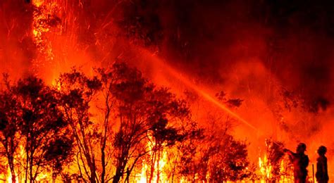 Australia posee 134 millones de hectáreas de bosque, lo que supone el 17% de la superficie las consecuencias de los incendios de australia están siendo devastadores para su fauna. Incendios en Australia 2020: causas, por qué se produce ...