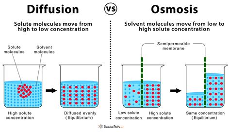 Osmosis refers to the movement of fluid across a membrane in response to differing concentrations of solutes on the two sides of the membrane. Diffusion and Osmosis - Similarities & Differences