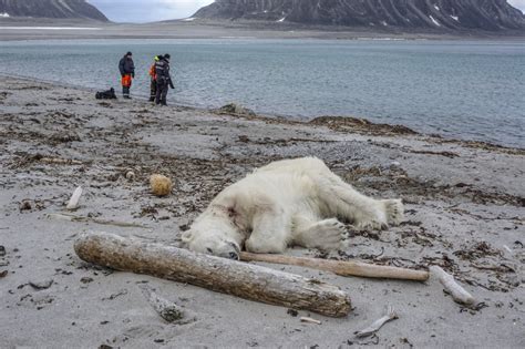 Polar Bear Shot And Killed After Injuring Cruise Ship Guard