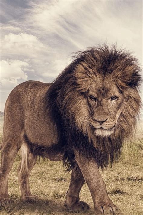 Savanna Lion Animals 640x960 Iphone 44s Wallpaper Background