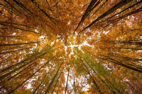 Autumn Canopy Of Tree Deciduous Forest Stock Photo Image Of Nature