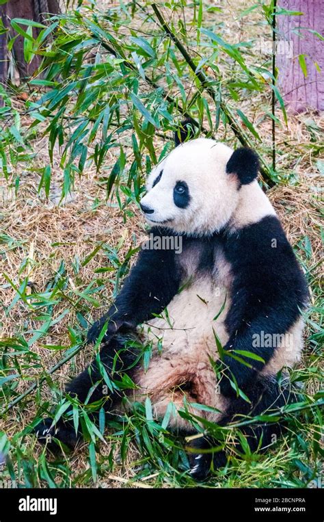 A Giant Panda Munching On Bamboo At The Giant Panda Breeding Research