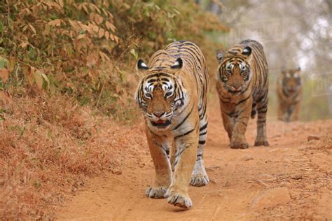 Royal Bengal Tigers Walking Along The Track Ranthambhor National Park