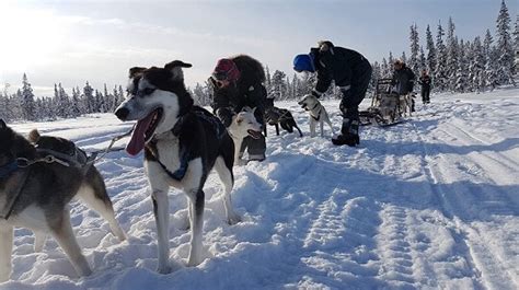 Dog Sledding And Snowmobile Tours In Kiruna Arctic Dogsled Ab