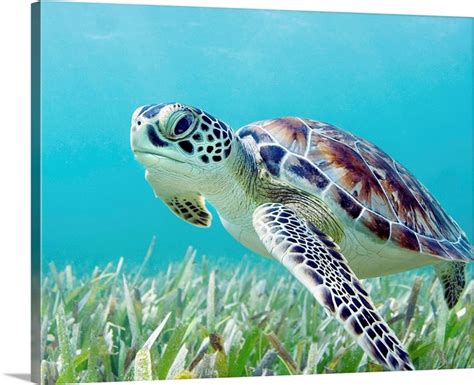 Hawaii Green Sea Turtle Chelonia Mydas An Endangered Species Wall