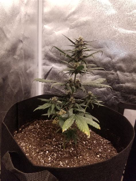 A new year can bring new resolutions — and for some, that involves either quitting or cutting back on marijuana. Sweet Seeds Dark Devil 5 weeks from sprout. 5g fabric pot, Fox Farm Happy Frog soil, no nutes ...