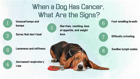 Signs Of Cancer In Dogs How Do You Know If Your Dog Has A Tumor