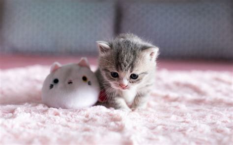 Cute Little Cats Wallpapers Wallpaper Cave