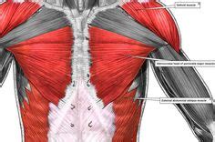 This is a list of muscles tested on in the muscular system portion of anatomy and physiology. 57 Best Names of muscles images | Muscle anatomy, Anatomy, physiology, Anatomy