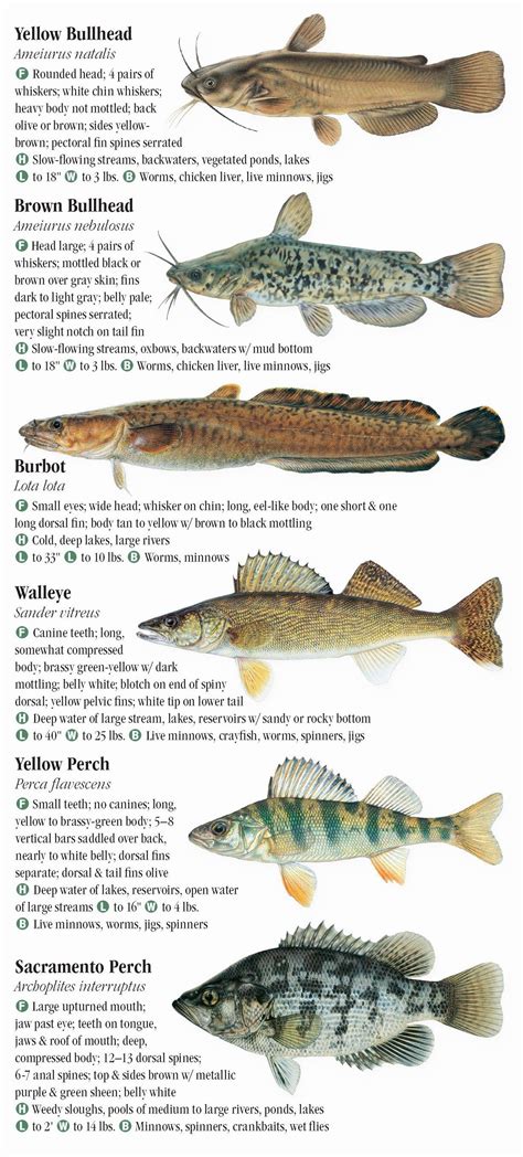 Freshwater Fishes Of The Pacific Northwest Quick Reference Publishing