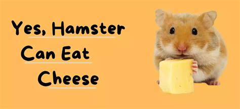 Can Hamsters Eat Cheese Nutritious Treats Feeding Tips