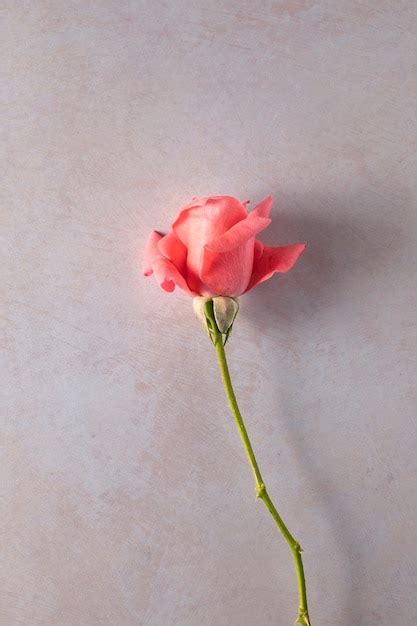 Premium Photo Pink Rosebud On A Light Background