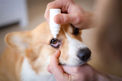 Dog Eye Ulcer Causes Symptoms And Treatment Great Pet Care