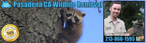 Pest Animal Removal Pasadena Wildlife Control Critter Trapping California