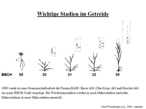 Learn vocabulary, terms and more with flashcards, games getreide: ISIP > Entscheidungshilfen > Getreide > Winterweizen ...