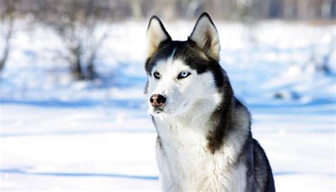 To make it easier for you, we've comprised a list of some of the best food for husky 1. #husky #dog #huskypuppy #puppy #huskies #photooftheday # ...