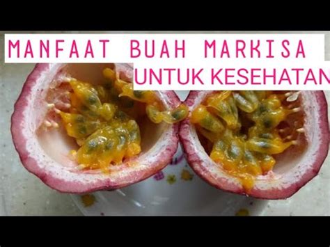 Home » buah buahan » 7 cara menanam markisa dengan stek (panduan lengkap). Manfaat Buah Markisa Untuk Kesehatan. - YouTube