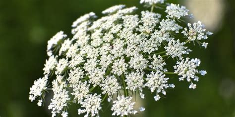 Queen Annes Lace Vs Hogweed Whats The Difference Gfl Outdoors