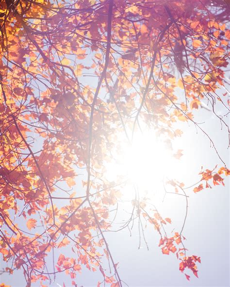 Free Images Branch Sunlight Leaf Flower Autumn Season Cherry